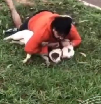 Luchador brasileño de Muay Thai defiende heroicamente a dos pitbulls en Ponta Porã
