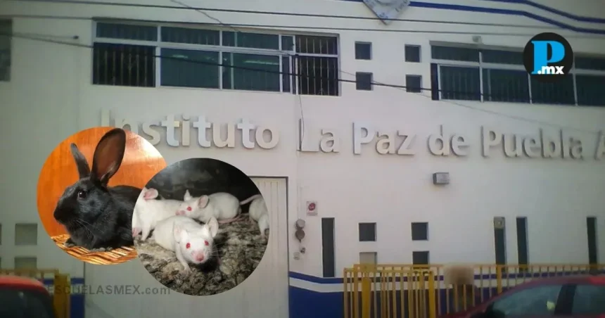 8c062b7b8c97b09ae0403a7c810c6172 Crueldad animal en escuela de Puebla; Fiscalía General del Estado ya investiga