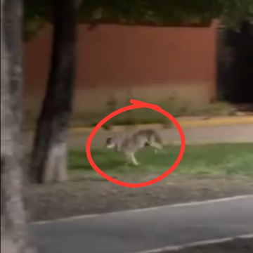 Coyote es avistado en zona urbana de San Nicolás de los Garza, Nuevo León