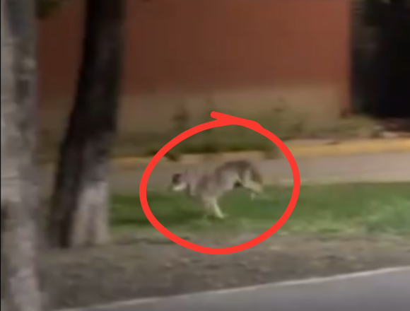 Coyote es avistado en zona urbana de San Nicolás de los Garza, Nuevo León