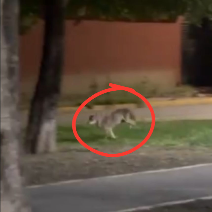 Diseno-sin-titulo-15 Coyote es avistado en zona urbana de San Nicolás de los Garza, Nuevo León