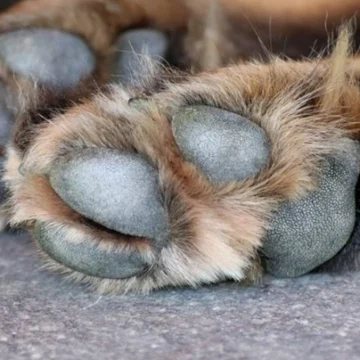 Juez en Salta, Argentina, ordena pensión alimenticia para perrito tras divorcio de una pareja