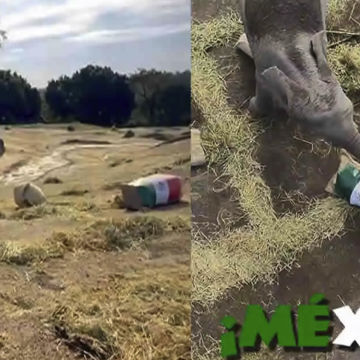 Elefantes de Africam Safari pronostican triunfo de México ante Ecuador en el Mundial 2026