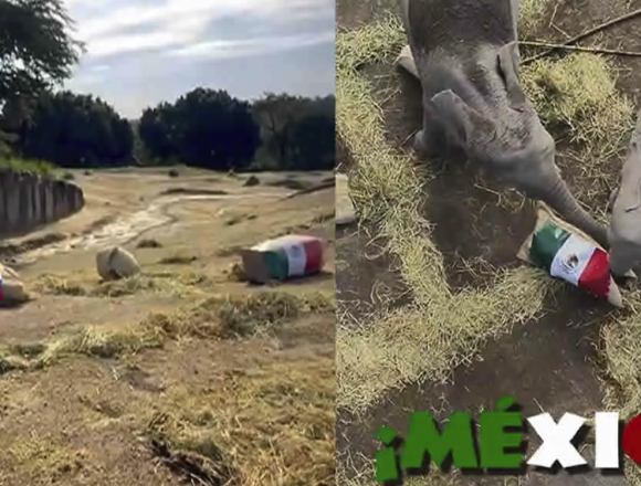 Elefantes de Africam Safari pronostican triunfo de México ante Ecuador en el Mundial 2026