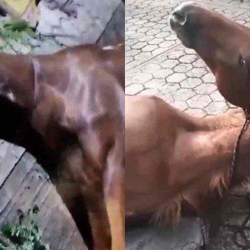 HK9NPsCW0AAF9Vg Conductor ebrio atropella a jinete y su caballo en Hueytamalco; animal permanece gravemente herido sin atención adecuada