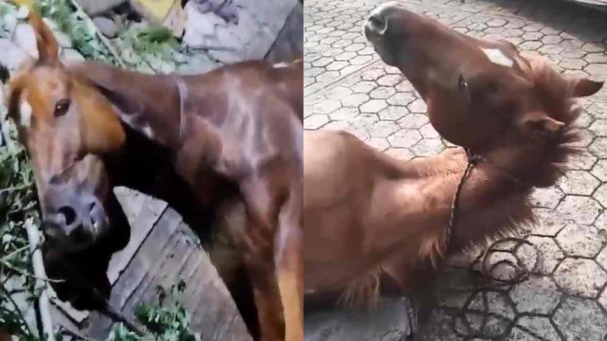 HK9NPsCW0AAF9Vg Conductor ebrio atropella a jinete y su caballo en Hueytamalco; animal permanece gravemente herido sin atención adecuada