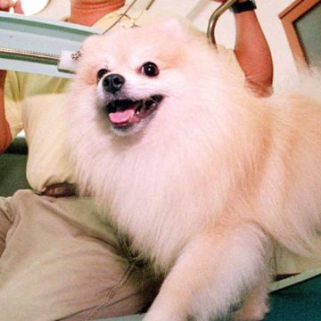 JAPAN-DOG-TREADMILL-2 Video revela cómo murió el cachorro pomerania Coco en spa para mascotas en la Roma-Condesa