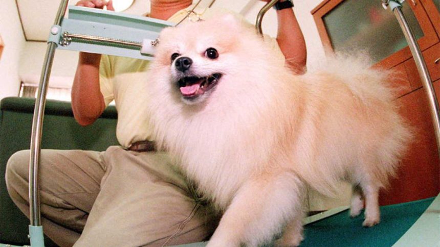 Video revela cómo murió el cachorro pomerania Coco en spa para mascotas en la Roma-Condesa