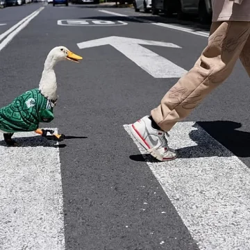 Merlin, el pato que se convierte en la mascota viral del Mundial de 2026