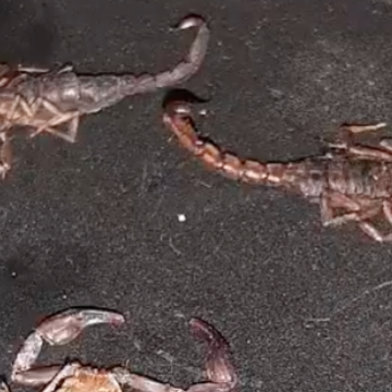 Reportan presencia de alacranes en al menos cuatro colonias de Puebla