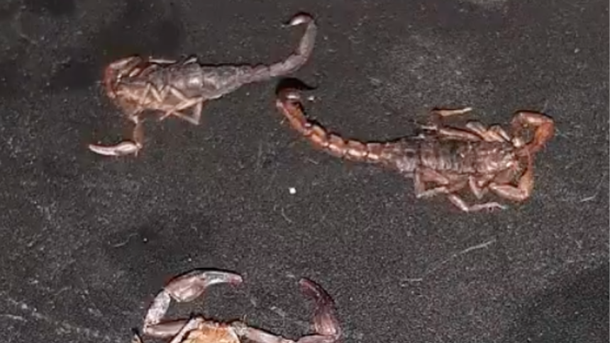 Reportan presencia de alacranes en al menos cuatro colonias de Puebla