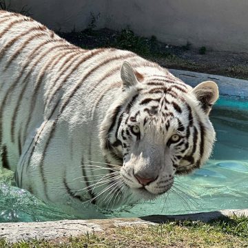 foto-kenzo-foto-junio-2024 Tigre blanco permanece suelto en Tepetlaoxtoc; Semarnat aclara que no es responsable del animal