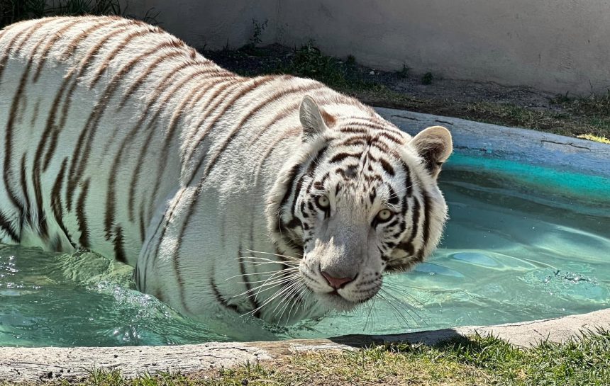 foto-kenzo-foto-junio-2024 Tigre blanco permanece suelto en Tepetlaoxtoc; Semarnat aclara que no es responsable del animal