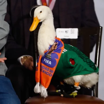 la-marca-pato-merlin-pertenece-a-la-familia-gomez-impi_0b9dba9d-8ac4-4c4e-aec1-683a884e1d8e_medialjnimgndimagefullsize La familia Gómez es titular de la marca del pato Merlín, símbolo del Mundial 2026