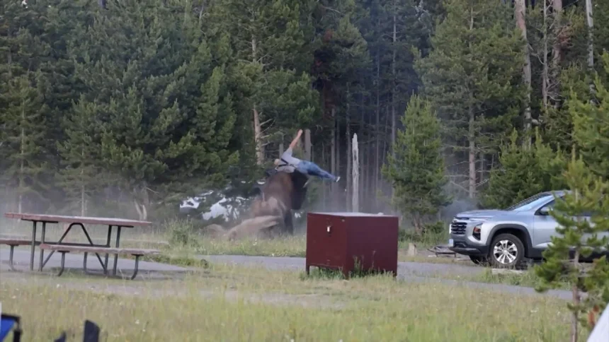 22801688-vv-bison-toss-digvid-cl-00-00-02-02-still001-20260713152407282 Hombre resulta gravemente herido tras ataque de bisonte en Yellowstone