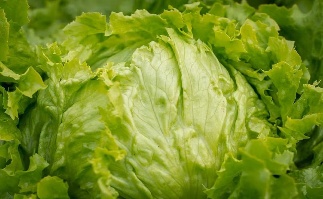 4P36TMXYNFFKJAI52Z25G3FYJM Lechuga mexicana no fue responsable del brote de diarrea en Estados Unidos, aclara FDA