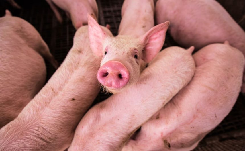 cerdo Nace en Argentina el primer cerdo clonado para trasplantes en Latinoamérica