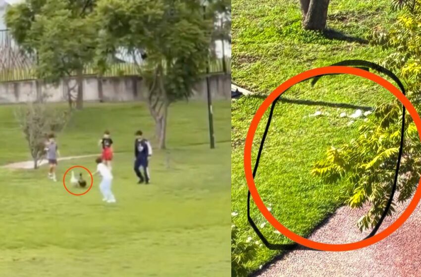 del-furor-de-merlin-al-maltrato-denuncian-agresiones-contra-los-patos-del-parque-cascatta-en-puebla-850x560-1 Denuncian agresiones contra los patos del Parque Cascatta en Lomas de Angelópolis