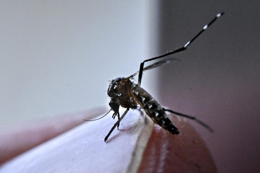 Calentamiento récord, estrés laboral y dengue: las nuevas verdades de la ciencia climática Aumentan casos de dengue en México; suman siete muertes en 2026