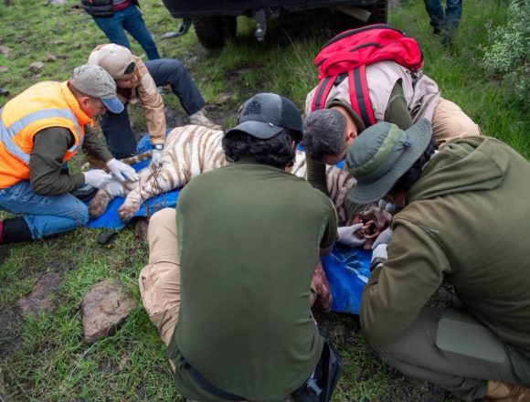 pc-4 Rescatan al tigre Kenzo tras cinco días de búsqueda en Tepetlaoxtoc